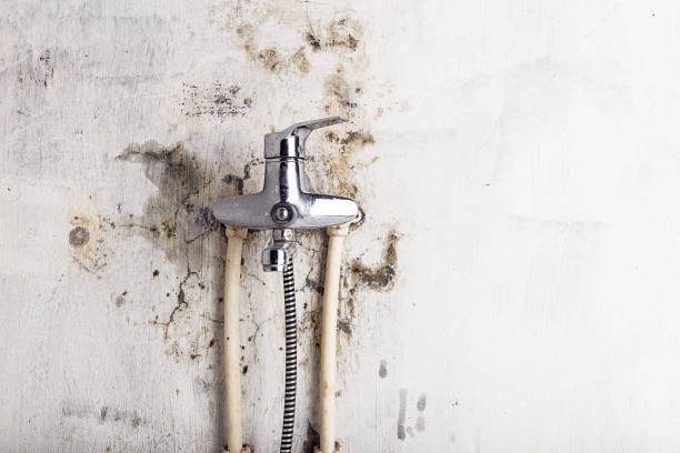 Best Home Mold Removal  in Holland, OH