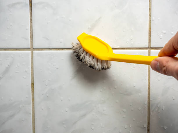 Best Best Mold Removal Companies  in Holland, OH