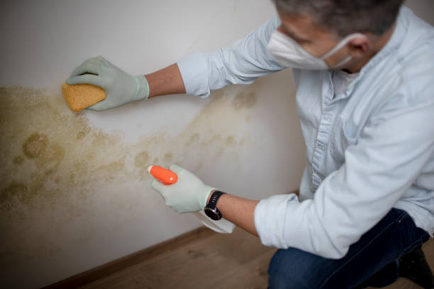 Best Mold Removal Process  in Holland, OH