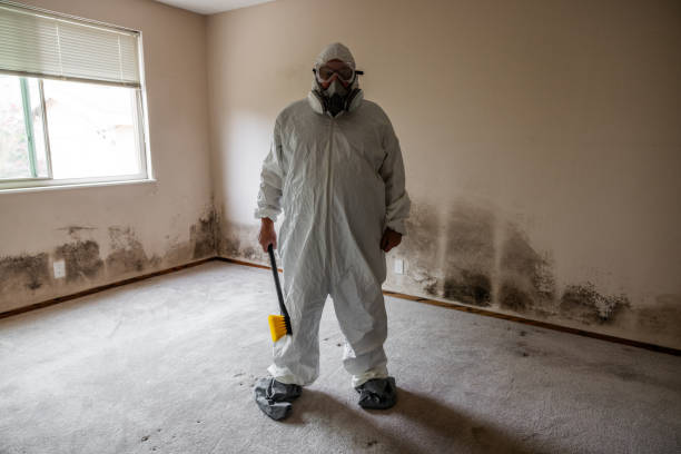 Best Residential Mold Removal  in Holland, OH
