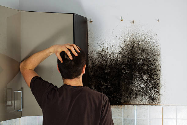 Crawl Space Mold Removal in Holland, OH